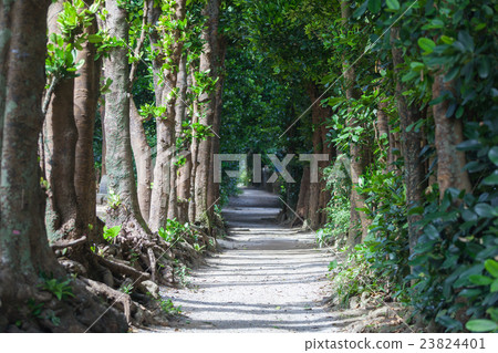 Fukugi trees in Bise Fukugi trees in Bise 23824401