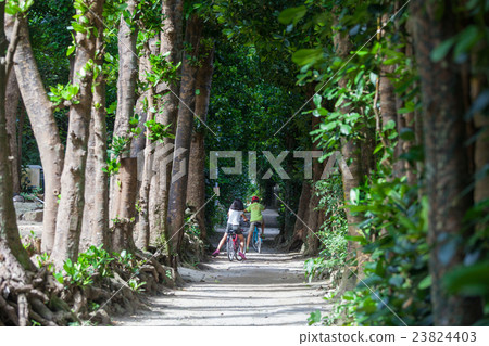 Fukugi trees in Bise 23824403