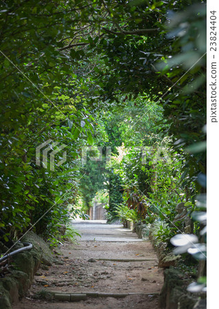 Fukugi trees in Bise 23824404