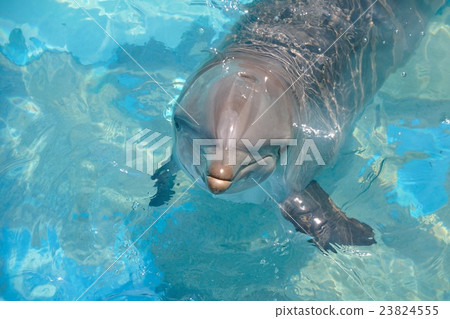 海豚 海豚 23824555