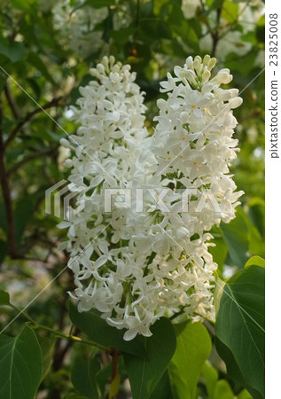 White Lilac White Lilac 23825008