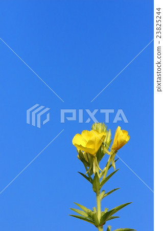 Affiliation 23825244