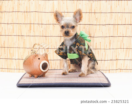 在yukata的約克夏狗 23825321