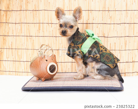 在yukata的約克夏狗 在yukata的約克夏狗 23825322