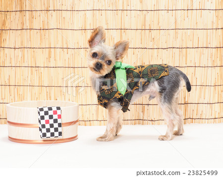 烏龜和約克夏犬 烏龜和約克夏犬 23825499