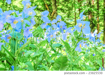 藍罌粟森林 藍罌粟森林 23825530
