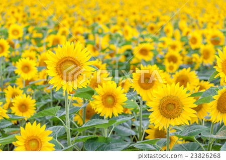 Himawari no Sato在北海道北九龍鎮 23826268