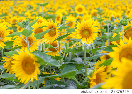 Himawari no Sato在北海道北九龍鎮 23826269