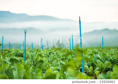 Tobacco field under morning sky Tobacco field under morning sky 23826662