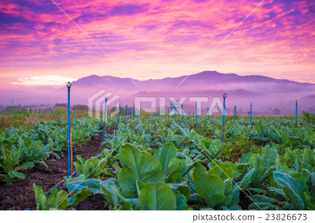Sunrise in background with tobacco field 23826673