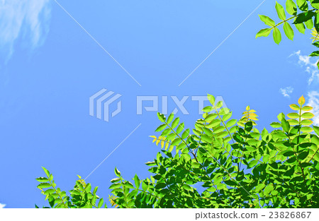 藍天和Nurde的嫩葉 23826867