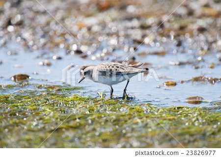 Noshi半島的Tonen Noshi半島的Tonen 23826977