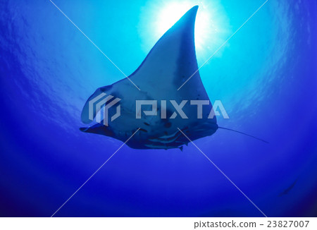 Ishigakijima Manta 2 Ishigakijima Manta 2 23827007