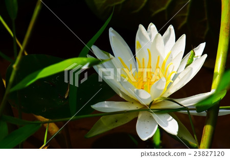 一朵美麗的荷花花 23827120