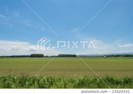 Rural Scenery Of Tokachi Stock Photo