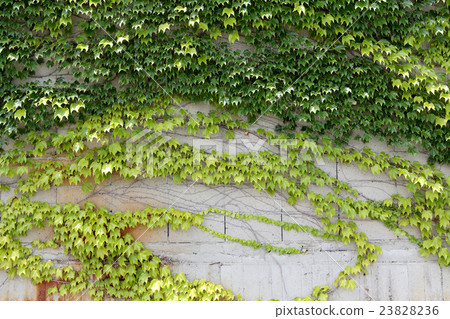常春藤牆 23828236