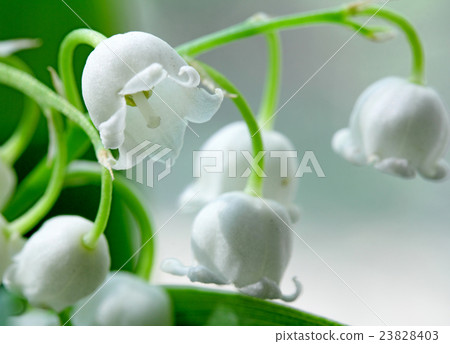 lily-of-the-valley  macro flowers 23828403