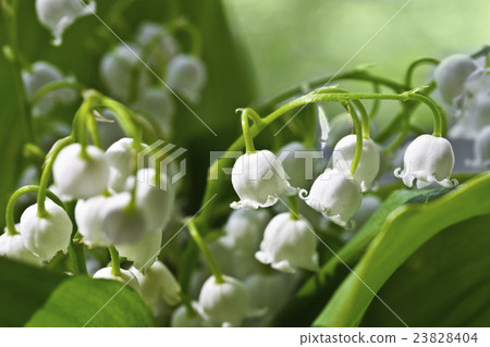 lily-of-the-valley macro flowers lily-of-the-valley macro flowers 23828404