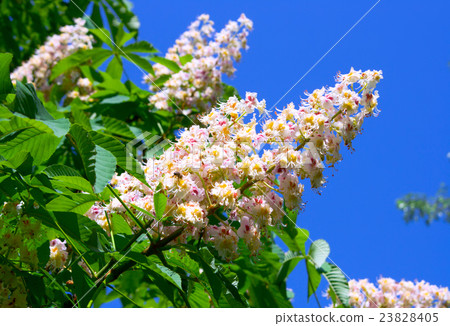 chestnut blossom 23828405
