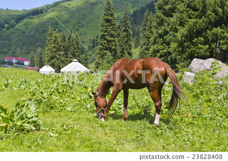 Yurt spruce horse landscape summer Yurt spruce horse landscape summer 23828408