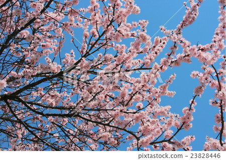 cherry blossom  flowers spring 23828446