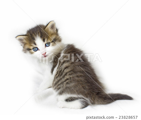 cat kitten pets domestic 23828657