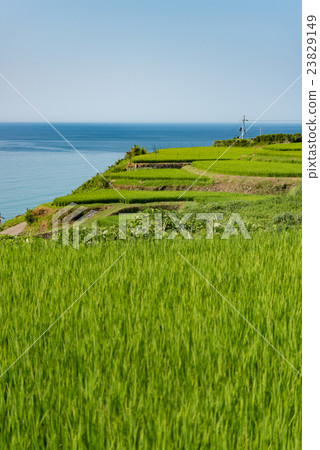 Sodei's rice terrace Sodei's rice terrace 23829149