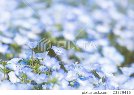 Carpet of Nemophila, or baby blue eyes flower 23829416
