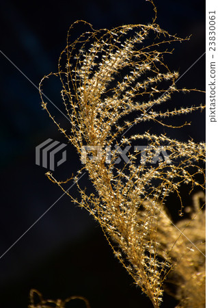 Winter dead Susuki Winter dead Susuki 23830061