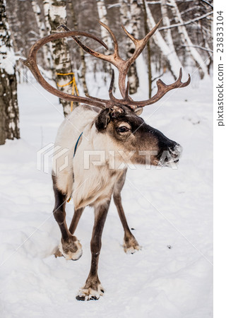 Northern house deer 23833104
