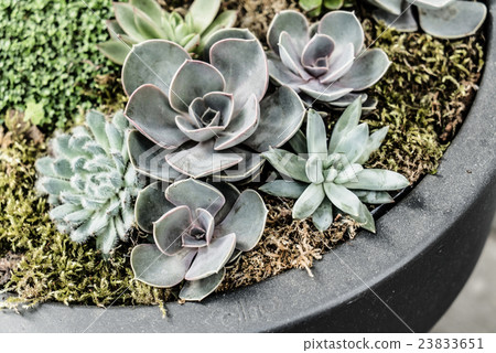 succulent plants 23833651