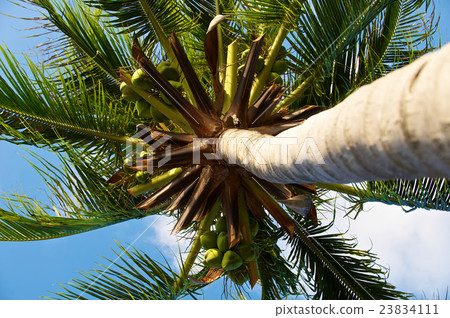 Coconut palm 23834111