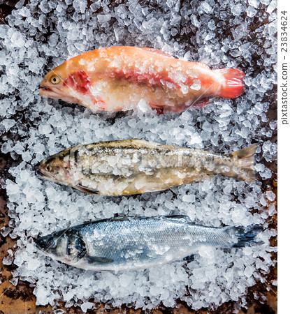 fresh fish fresh fish 23834624