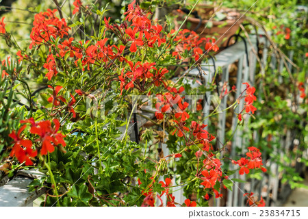 geranium flowers geranium flowers 23834715