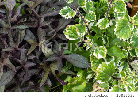outdoor flowers outdoor flowers 23835533