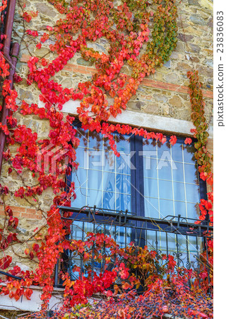 window framed with vine leaves window framed with vine leaves 23836083