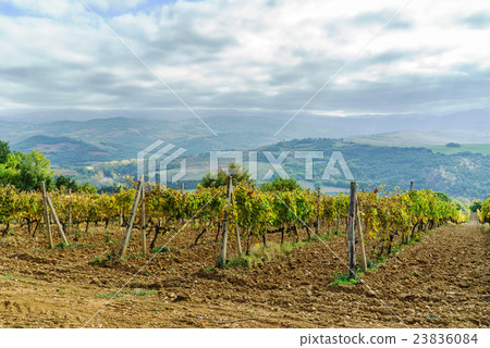 autumn vineyard autumn vineyard 23836084