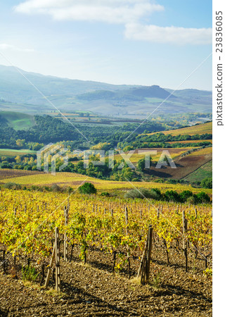 vineyard vineyard 23836085
