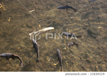 錦鯉在池塘里游來游去 23836529