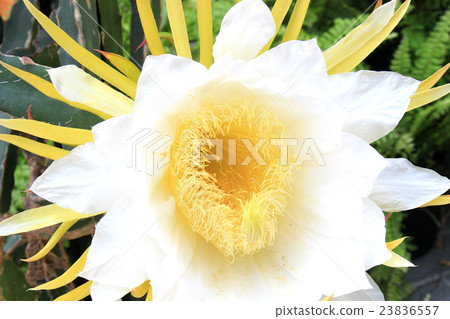 Dragon fruit flowers 23836557