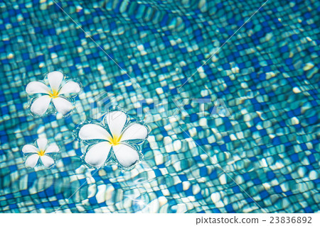 Tropical Frangipani flowers on blue water  23836892