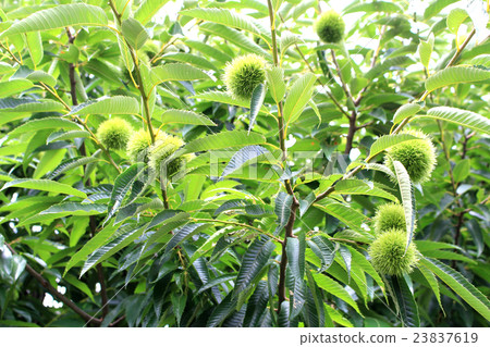 Chestnut Tree Chestnut Tree 23837619