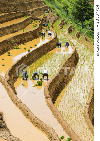 growing rice in Mu Cang Chai, Yen Bai, Vietnam 23837724