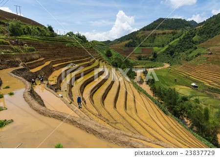 growing rice in Mu Cang Chai, Yen Bai, Vietnam 23837729