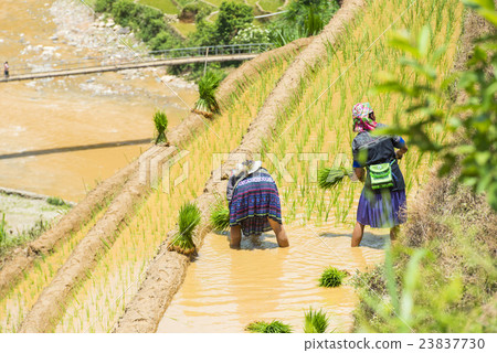 growing rice in Mu Cang Chai, Yen Bai, Vietnam growing rice in Mu Cang Chai, Yen Bai, Vietnam 23837730