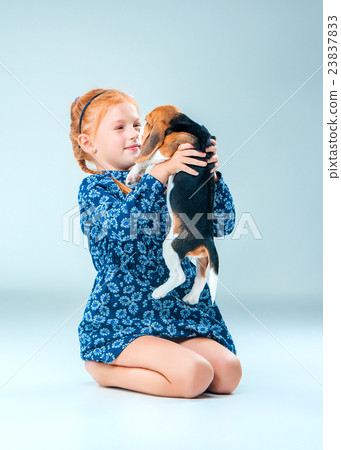 The happy girl and a beagle puppie on gray The happy girl and a beagle puppie on gray 23837833