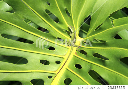 Monstera Reef 23837835