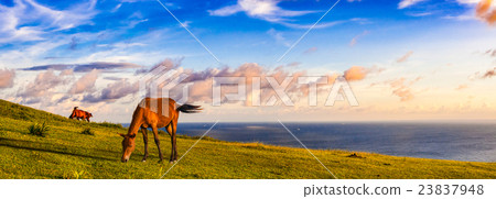 Toi Cape wild horse evening landscape 23837948