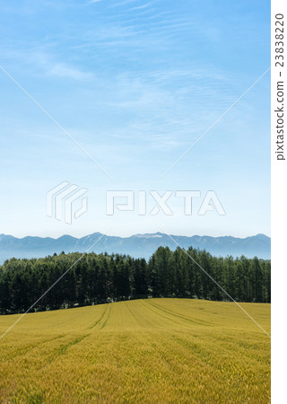 Tokachidake和麥田 23838220