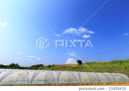 Field of early summer 23838410